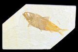 Detailed Fossil Fish (Knightia) - Wyoming #173748-1